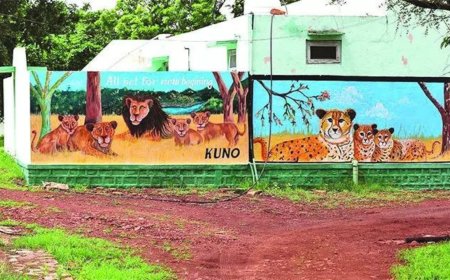 Gujarat's pride to remain MP's envy? Plan to bring lions to Kuno likely shelved