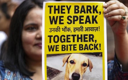 Activists welcome SC order on strays, but flag concerns