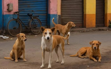 MCD & few ABC centres relocating sterilised dogs, allege animal lovers