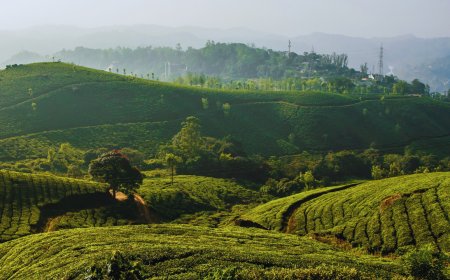 Govt releases methodology for calculating Green Credit for tree plantation, linking it with canopy density