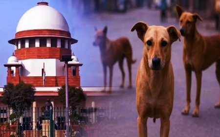 'Made me famous world over': Supreme Court judge Vikram Nath jokes on stray dogs case; 'thanks' CJI Gavai