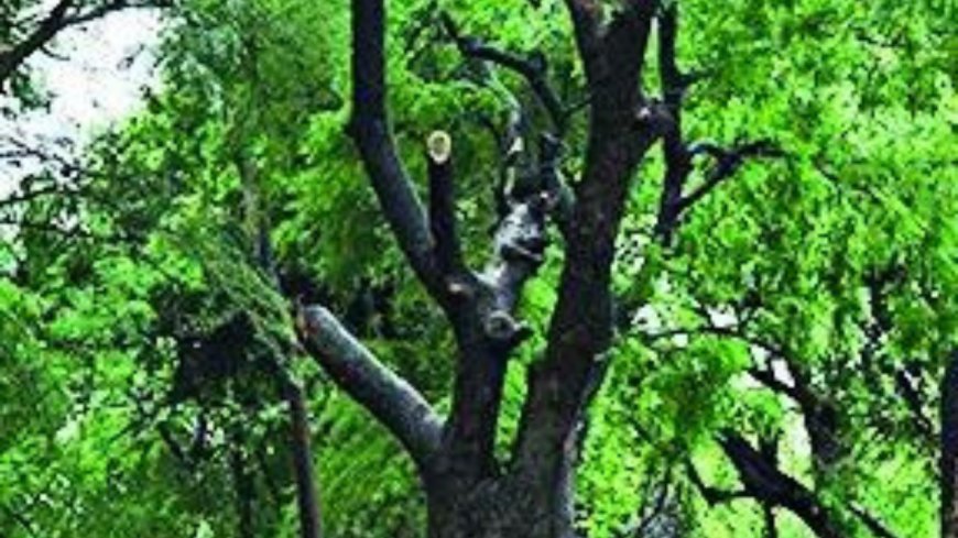 78,000 ha forest land diverted for non-forest use in 4 yrs: Government