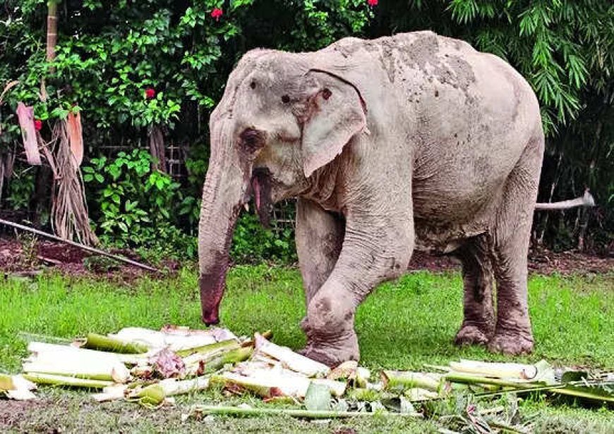 Crippled Maniki's 6-day walk sparks outrage in Assam