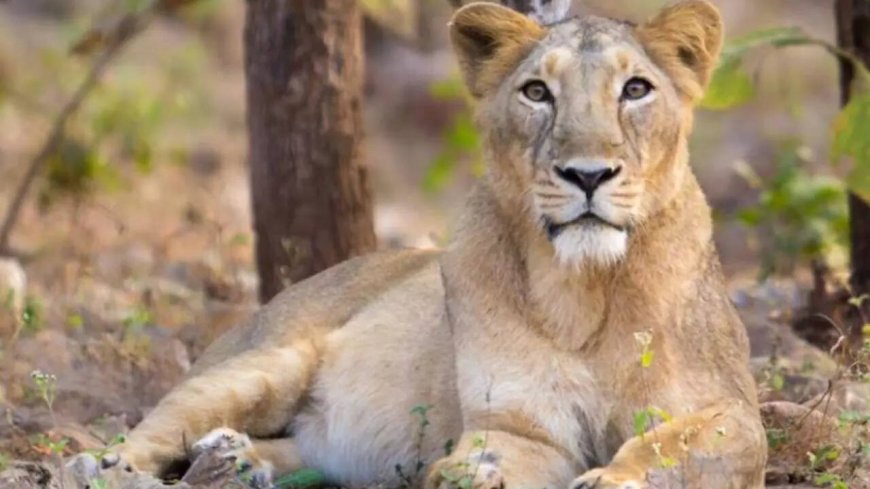 Lion's share: India's big cats roar to record 891; 32% jump in five years