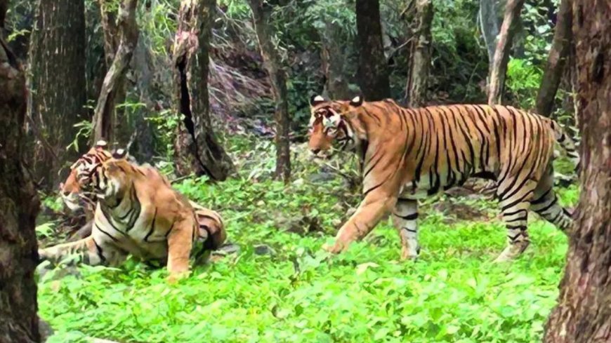 Ranthambore's queen, estimated to be 17-18, defies age, seen mating