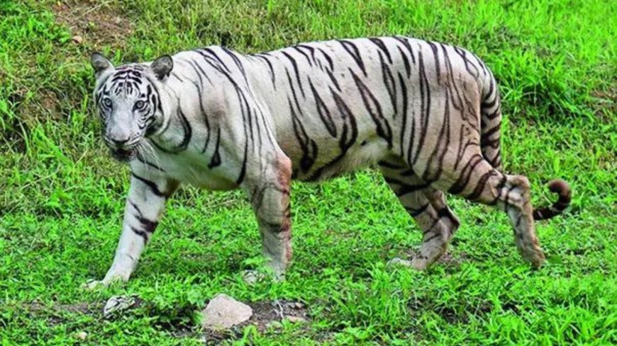 Whose white tiger is it? Turf war over shifting safari in MP