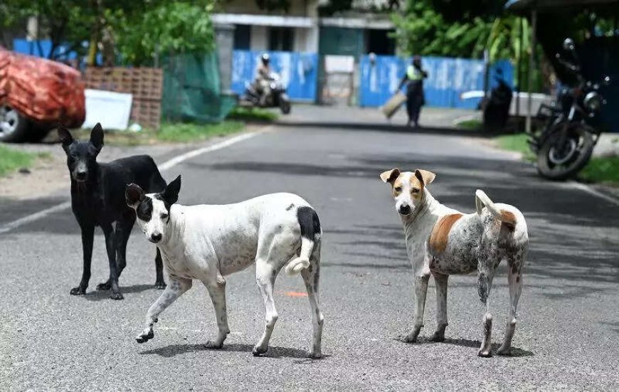 'Situation grim': SC directs Delhi govt, MCD to start picking up stray dogs; create helpline