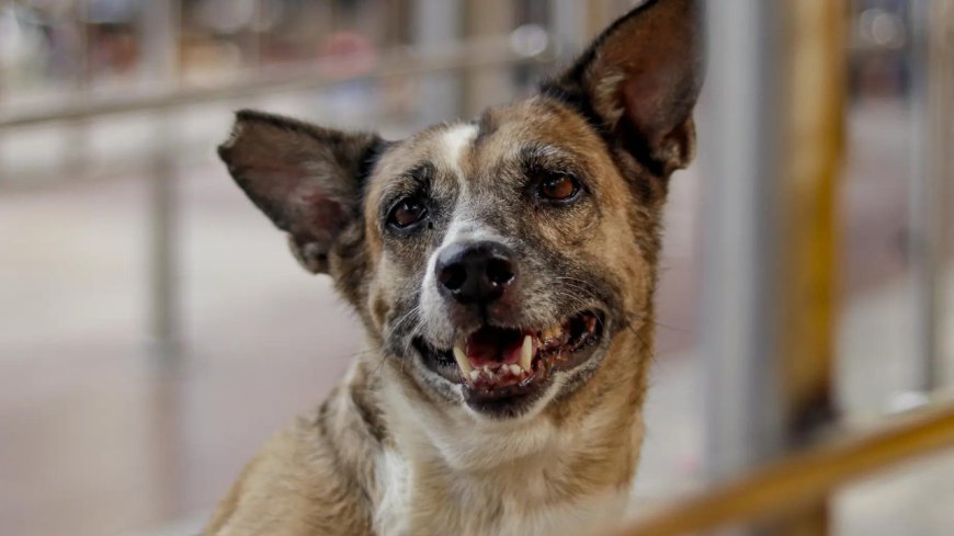 'Hope this is implemented strictly': Families of dog bite victims welcome SC order; ask those opposing to adopt
