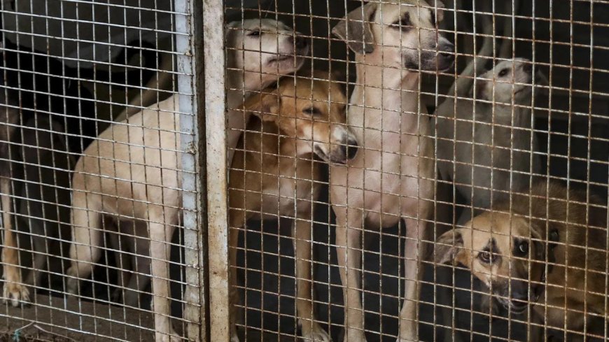 ‘Will look into it’: CJI Gavai on stray dogs order; Supreme Court had earlier barred relocation, killing