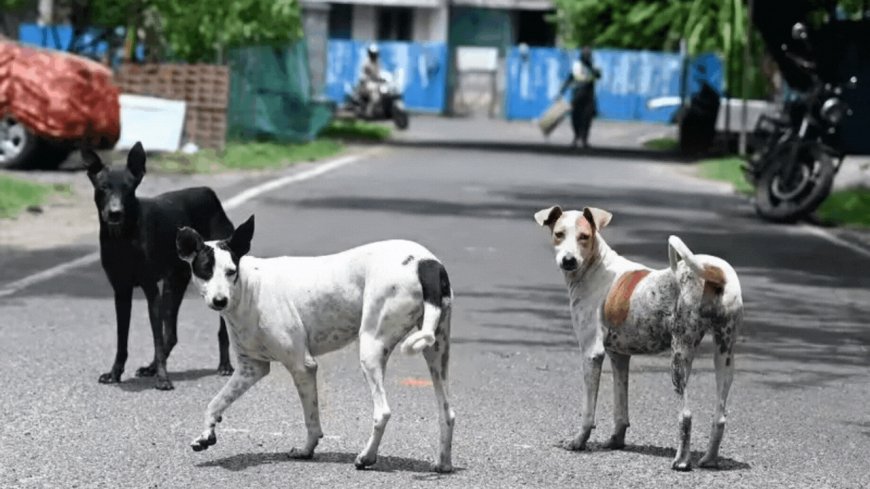 Show compassion for stray dogs, Buddhist scholars urge Supreme Court