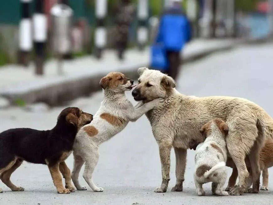 SC order on stray dogs: The staggering cost of sheltering Delhi’s street canines - explained