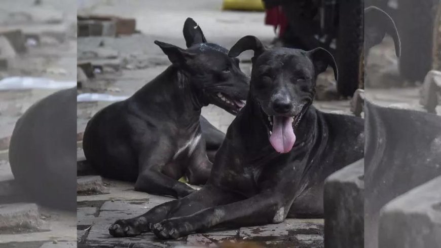 2.8 lakh stray dogs in UP sterilised in last 2 years
