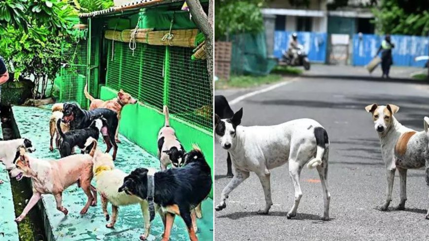 3-judge Supreme Court bench to hear issue of stray dogs afresh