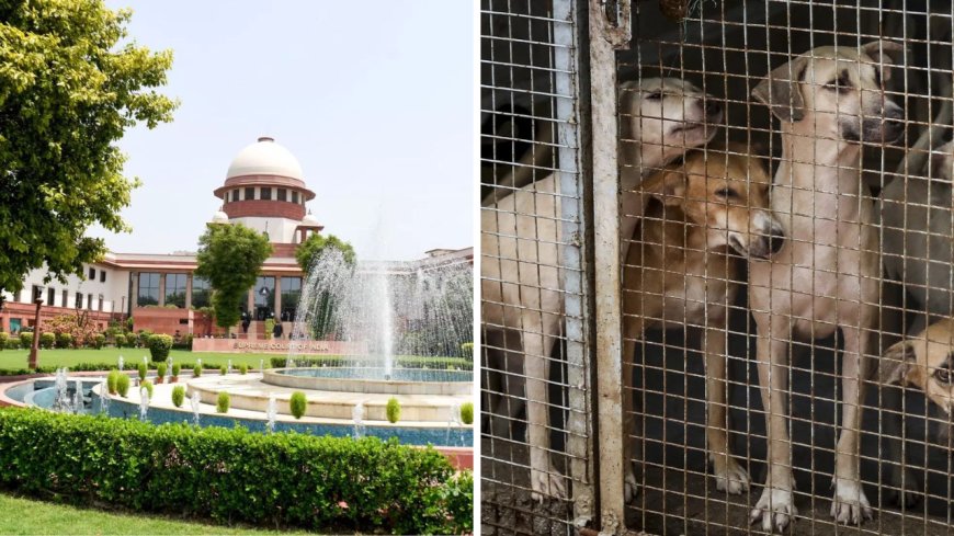 'Vocal minority vs silent majority': Larger SC bench hears stray dogs case; stay on order sought