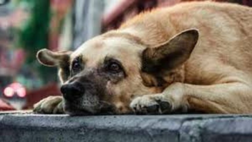 Save Delhi-NCR strays: When RSS chief & Rahul Gandhi speak in unison for the voiceless