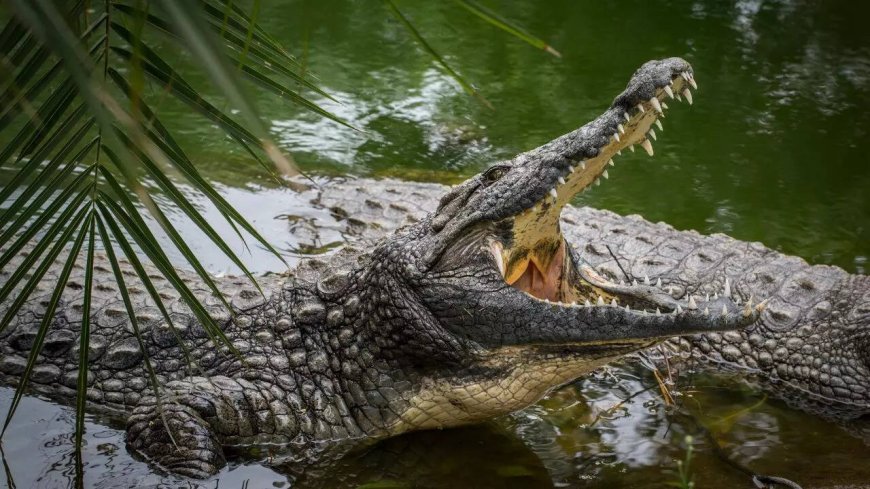 Mother battles crocodile, saves 5-year-old