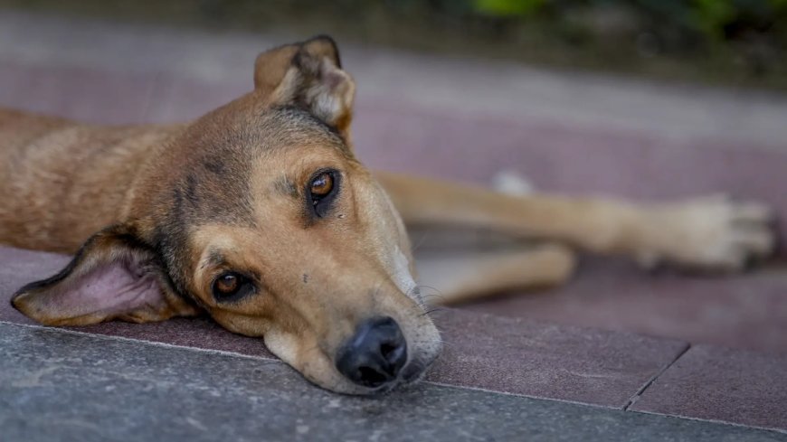 Dedicated feeding zones, vaccination & more: Supreme Court’s major order on stray dogs — Key takeaways