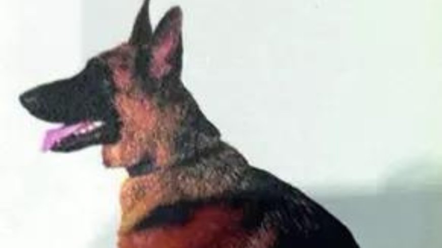 Sniffer dog attacks 4-year-old at Kolkata airport