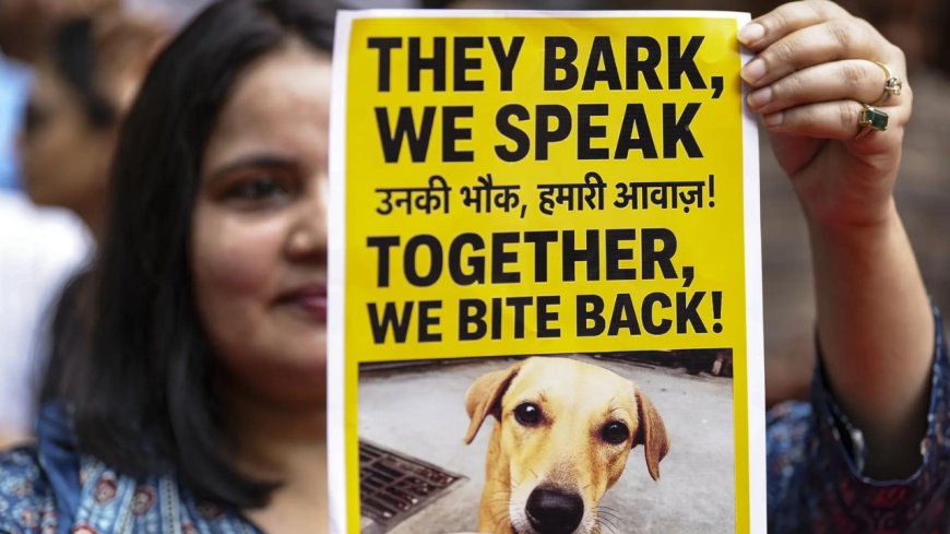 Activists welcome SC order on strays, but flag concerns