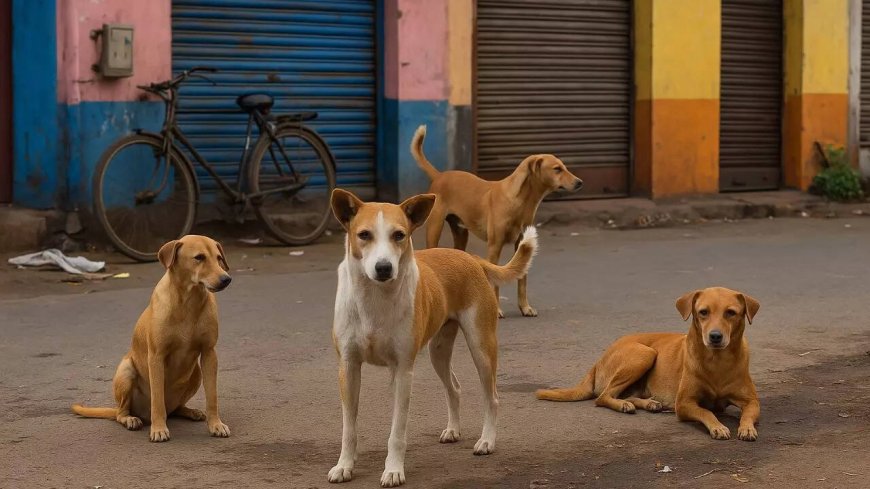 MCD & few ABC centres relocating sterilised dogs, allege animal lovers