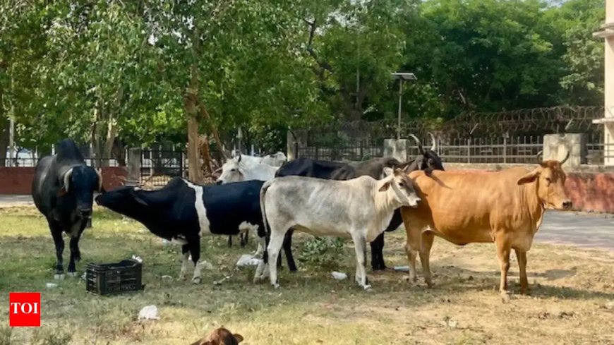 Parl panel flags dearth of semen production, tardy pace of Artificial Insemination programme