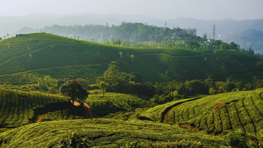 Govt releases methodology for calculating Green Credit for tree plantation, linking it with canopy density