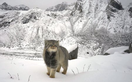 Arunachal Pradesh records first-ever photographic evidence of the elusive Pallas’s cat