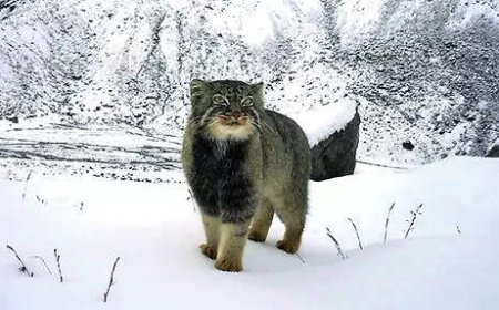 Survey captures first photo of Pallas's cat in Arunachal