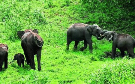 Kerala clears draft bill to kill dangerous wild animals