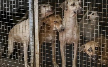 Delhi issues guidelines for street dog management