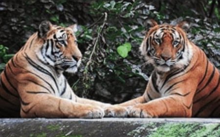 PIL in SC seeks CBI investigation into tiger poaching network