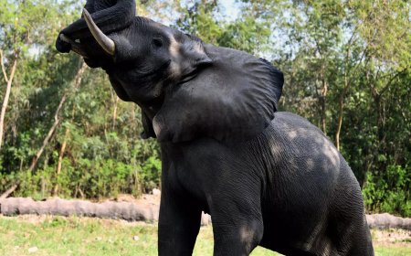 Delhi Zoo’s only African elephant Shankar dies: Concerns resurface after WAZA suspension; probe ordered