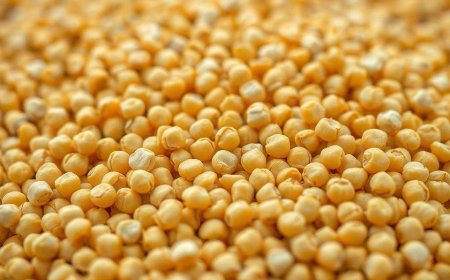 'Used to feed cattle': Why SC wants govt reply on yellow pea imports & why farmers are concerned