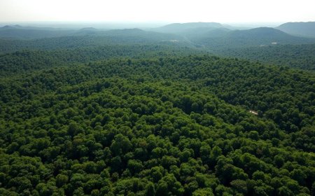 India’s forest cover up by mere 2.5% in 10 years but 'very dense forest' component grew 22.7%: First ever report on national forest accounting
