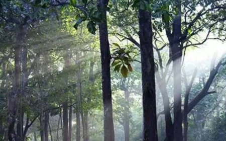 India's forest cover expanded by mere 2.5% in 10 yrs but 'very dense' cover grew 22.7%