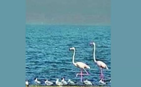 Two Bihar wetlands join global list of Ramsar sites