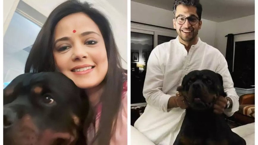Mahua Moitra vs Jai Dehadrai over pet Henry: Why don't you sit together and sort it out, asks Delhi HC