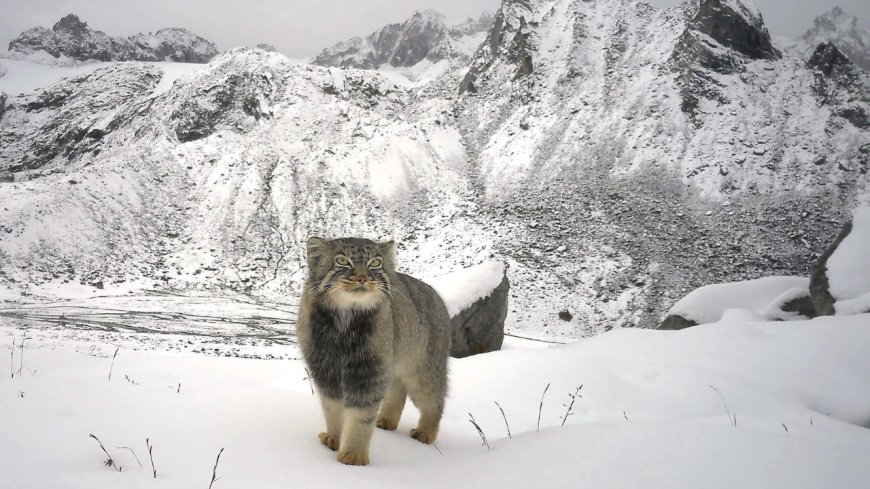 Arunachal Pradesh records first-ever photographic evidence of the elusive Pallas’s cat