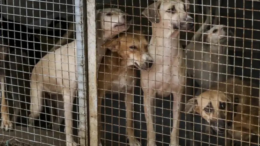 Delhi issues guidelines for street dog management