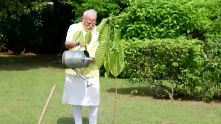 Watch: PM Modi plants a Kadamb sapling; King Charles gifted it on his birthday