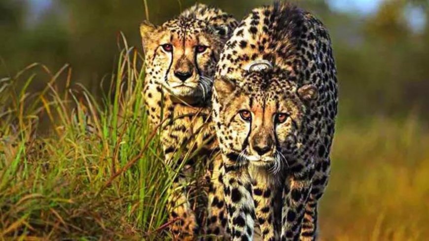 New batch of 8-10 cheetahs expected to arrive in December
