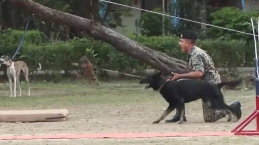 'Rampur Hound, Mudhol Hound': BSF deploying Indian dog breeds on borders; inspired by PM Modi's 'Mann Ki Baat'