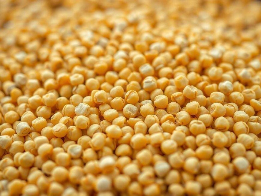 'Used to feed cattle': Why SC wants govt reply on yellow pea imports & why farmers are concerned