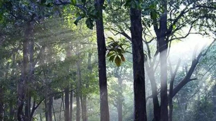 India's forest cover expanded by mere 2.5% in 10 yrs but 'very dense' cover grew 22.7%