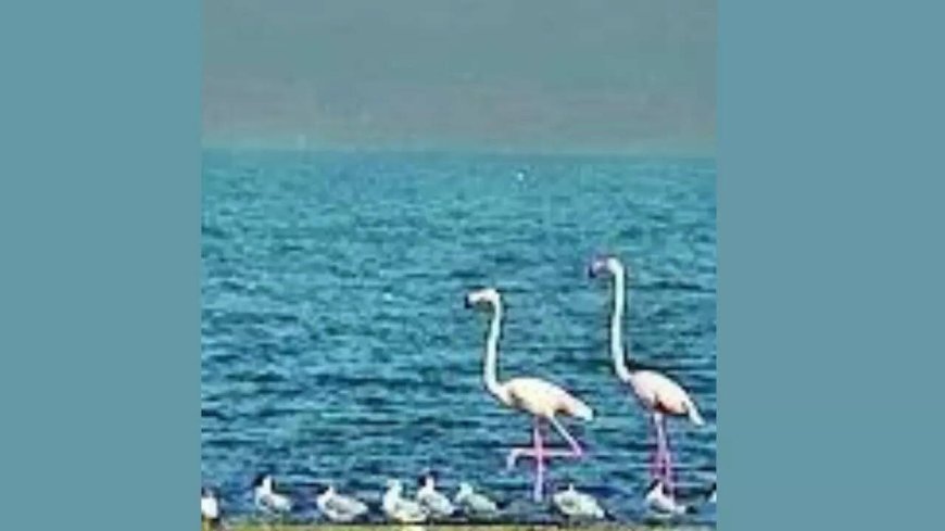 Two Bihar wetlands join global list of Ramsar sites