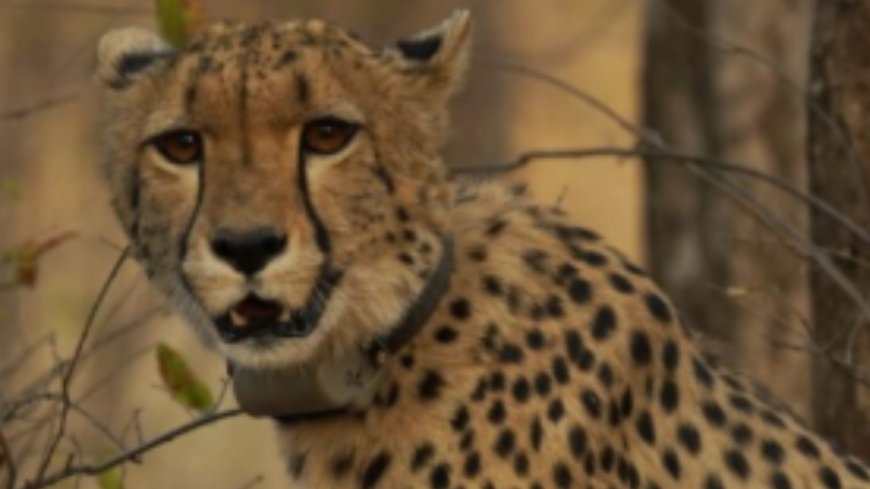 Historic milestone for India-born cheetah at Kuno: 'Mukhi' becomes adult on Monday- why it matters