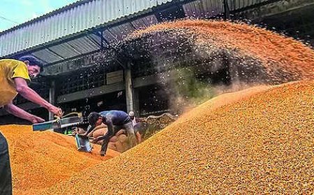 Govt hikes MSP for six rabi crops: Wheat to see most gain over cost of production