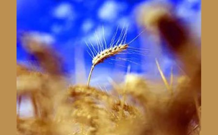 Government seeks views on including PDS food grains in CPI series