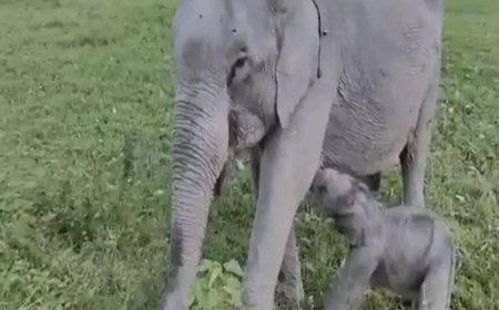 ‘Mayabini’: Kaziranga welcomes baby elephant; named after Zubeen Garg's song
