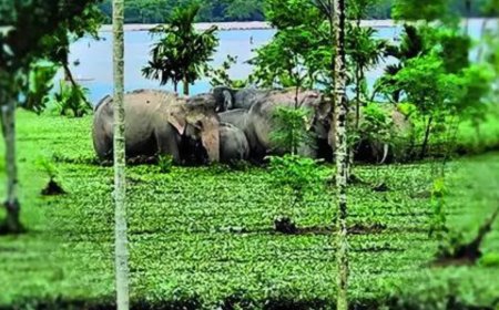 West Bengal: Flood waters wash away rhinos, trap jumbos near Gorumara, Jaldapara